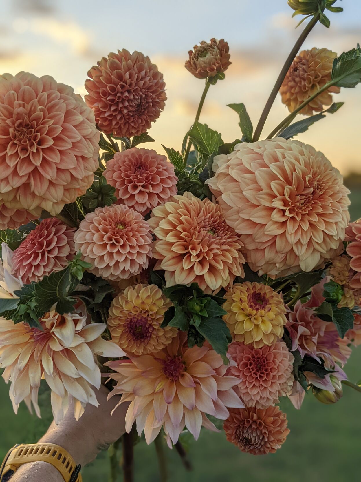 Wildlark - Dahlia 2